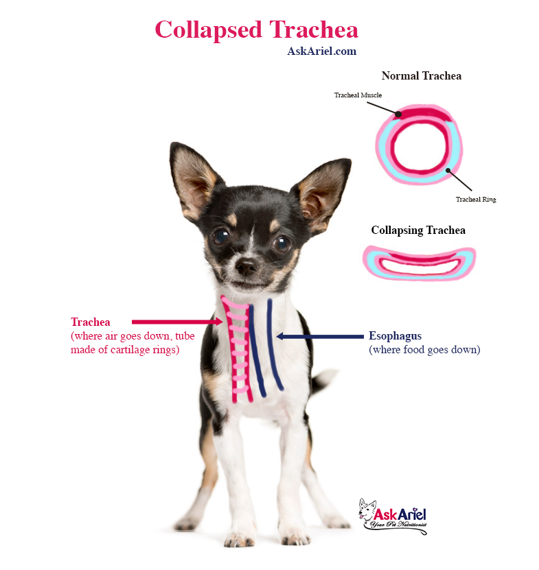 diagram of collapsed trachea in dogs